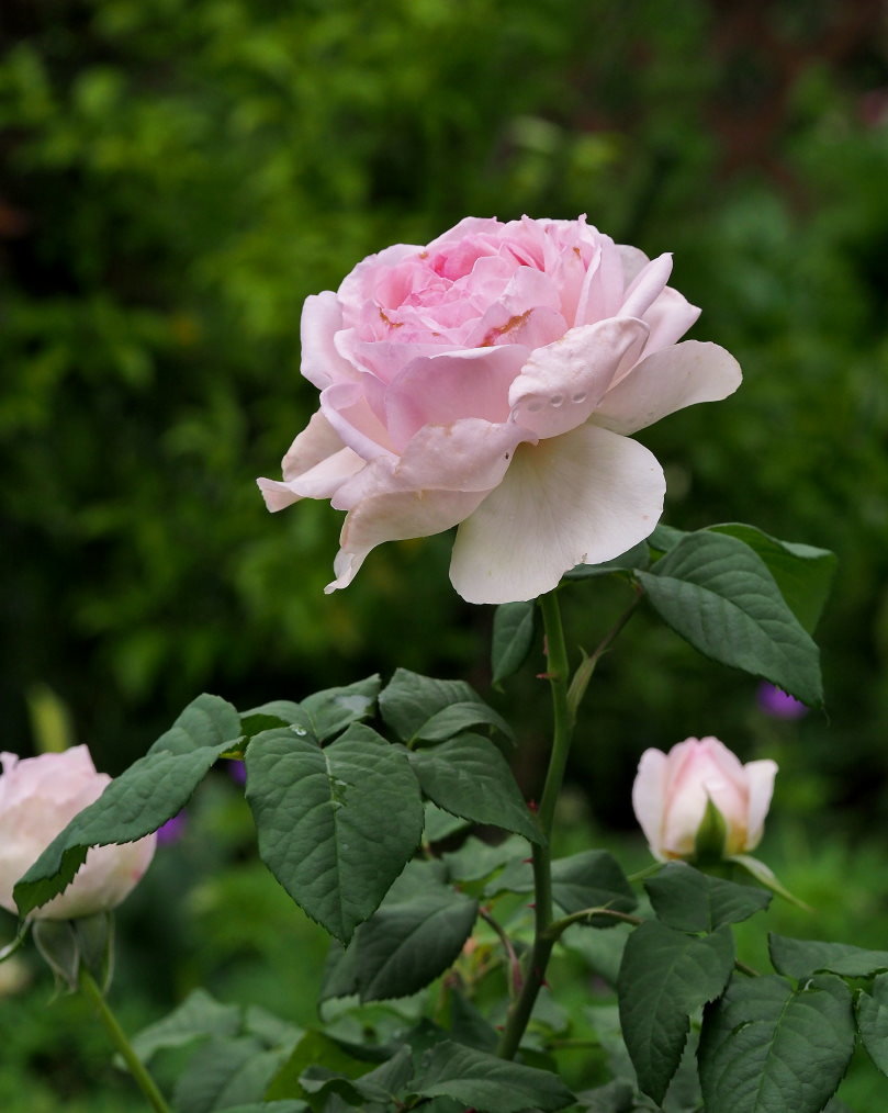 偶然見かけた素敵なお庭で バラの花_c0305565_17410488.jpg