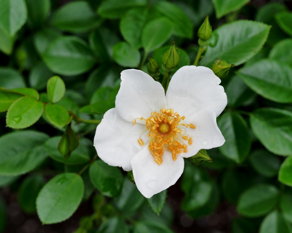 偶然見かけた素敵なお庭で バラの花_c0305565_17414577.jpg