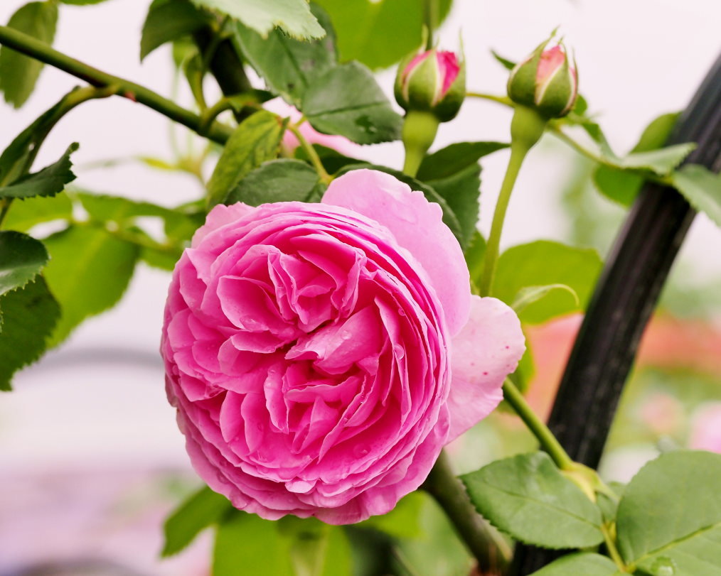 偶然見かけた素敵なお庭で バラの花_c0305565_17433190.jpg