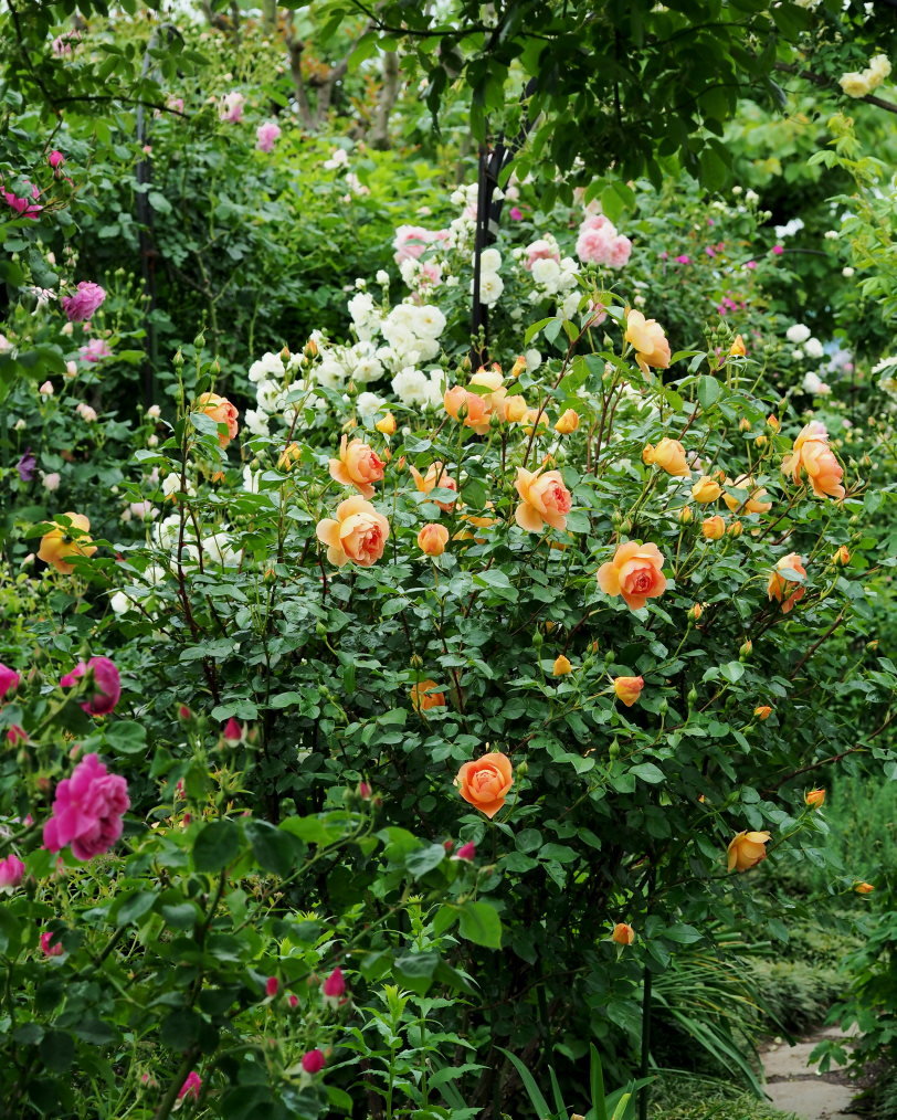 偶然見かけた素敵なお庭で バラの花_c0305565_17435103.jpg