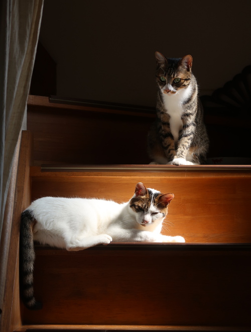 猫のヴィエナ ・ブロンズ(参考商品) : 満月アンティーク 猫のヴィエナ ・ブロンズ(参考商品) : 満月アンティーク