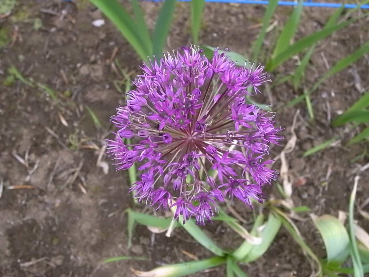 秋植え球根 This Twilight Garden 秋植え球根 This Twilight Garden