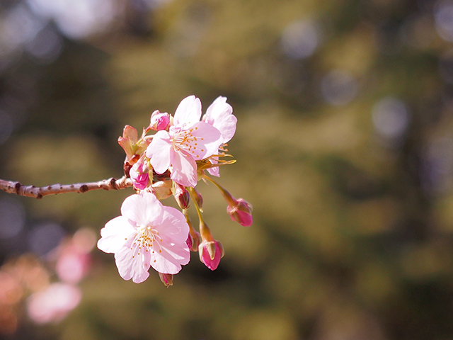 河津桜_d0251171_13363932.jpg