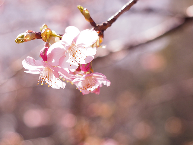 河津桜_d0251171_13371969.jpg