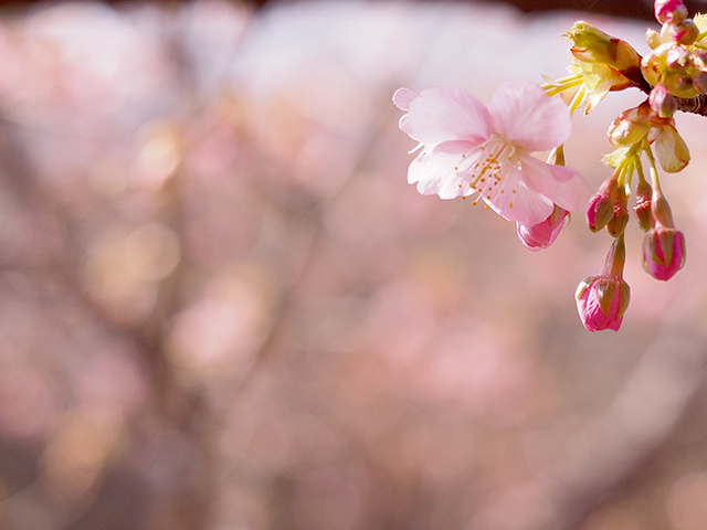 河津桜_d0251171_13373678.jpg