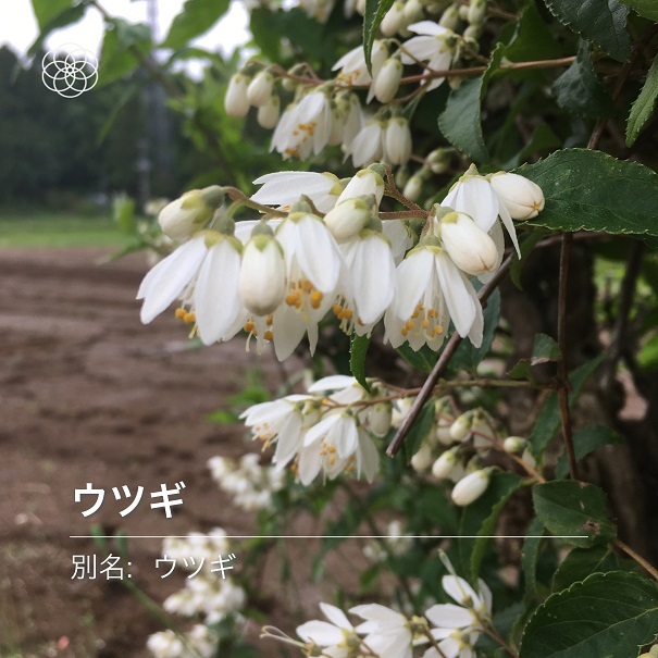 ハハコグサとウツギと野菊_b0019674_20194260.jpg