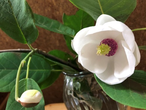 えっ オオヤマレンゲに香りがー おのひきだし