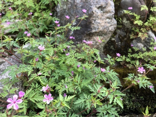 えっ オオヤマレンゲに香りがー おのひきだし