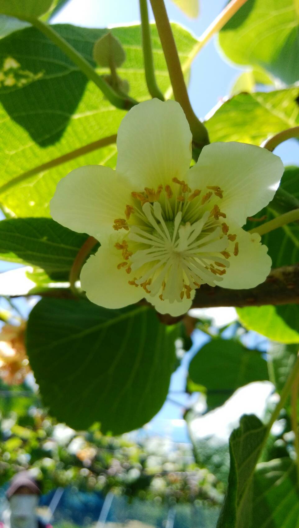 えっ オオヤマレンゲに香りがー おのひきだし