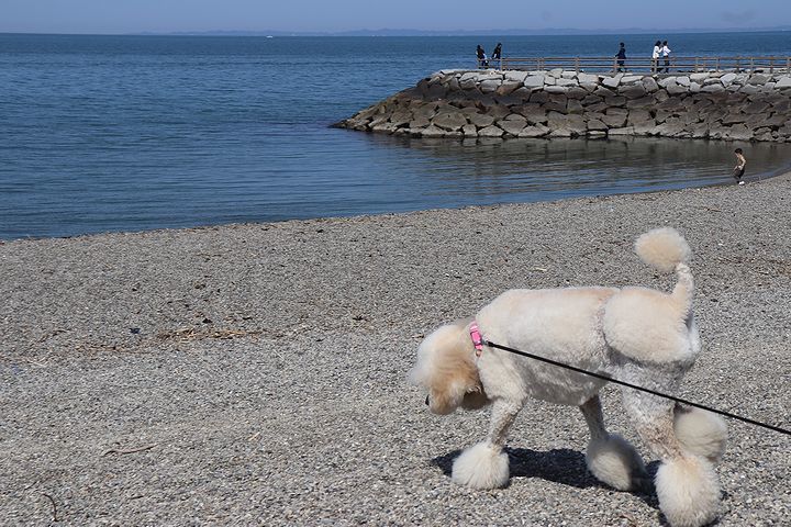 砂利の海岸で♪【誕生日旅行3】_b0111376_15353970.jpg
