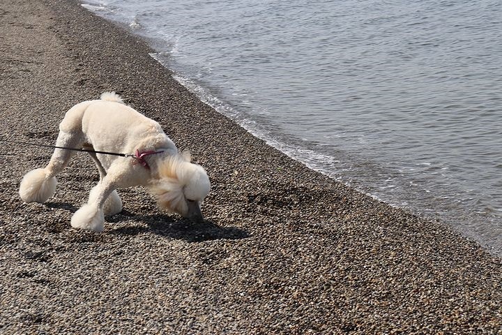 砂利の海岸で♪【誕生日旅行３】_b0111376_15363869.jpg