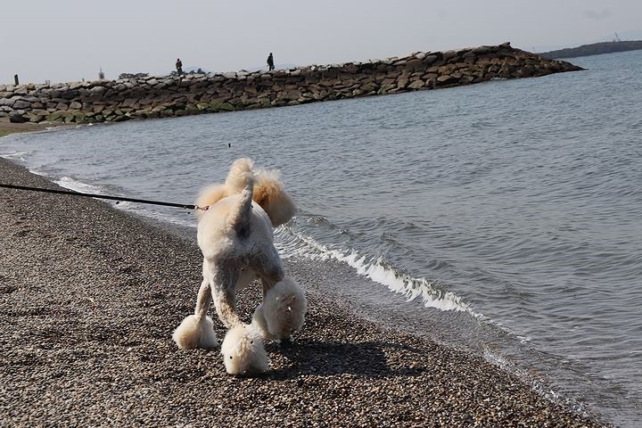 砂利の海岸で♪【誕生日旅行３】_b0111376_15373318.jpg