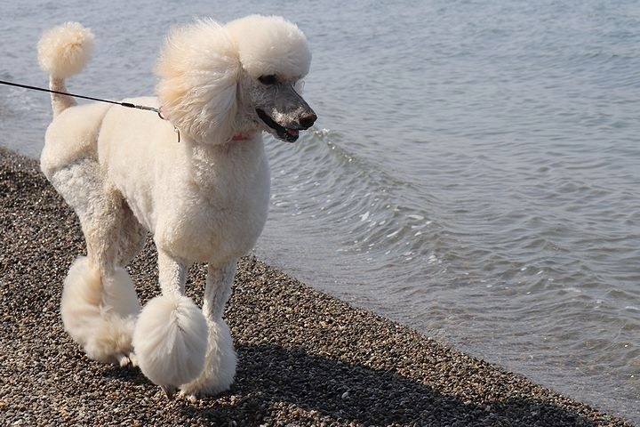砂利の海岸で♪【誕生日旅行3】_b0111376_15380265.jpg