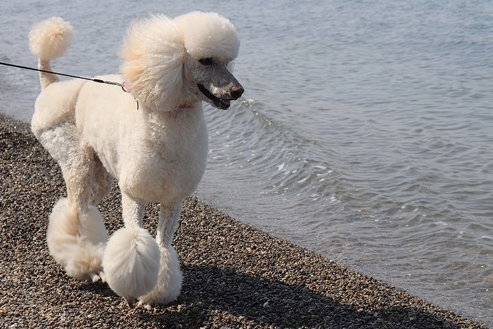 砂利の海岸で♪【誕生日旅行３】_b0111376_15380265.jpg