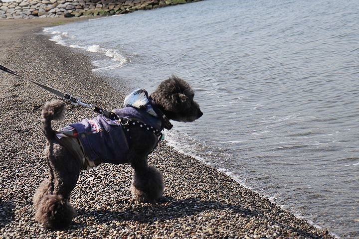 砂利の海岸で♪【誕生日旅行3】_b0111376_15384373.jpg