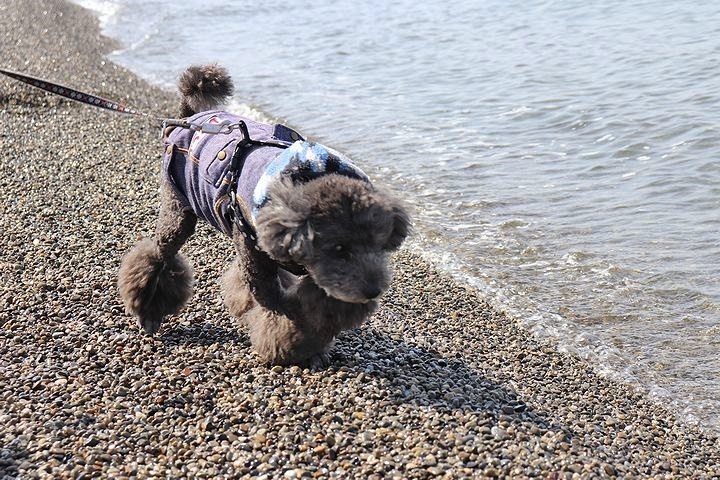 砂利の海岸で♪【誕生日旅行3】_b0111376_15391307.jpg