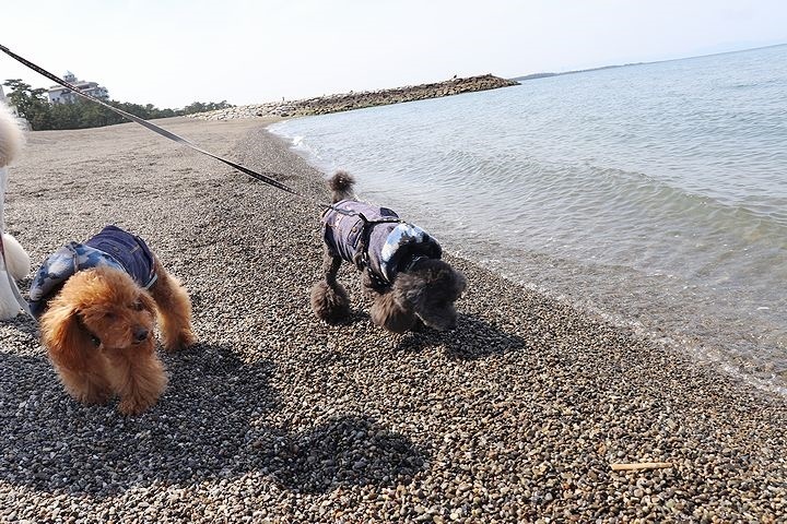 砂利の海岸で♪【誕生日旅行3】_b0111376_15453878.jpg