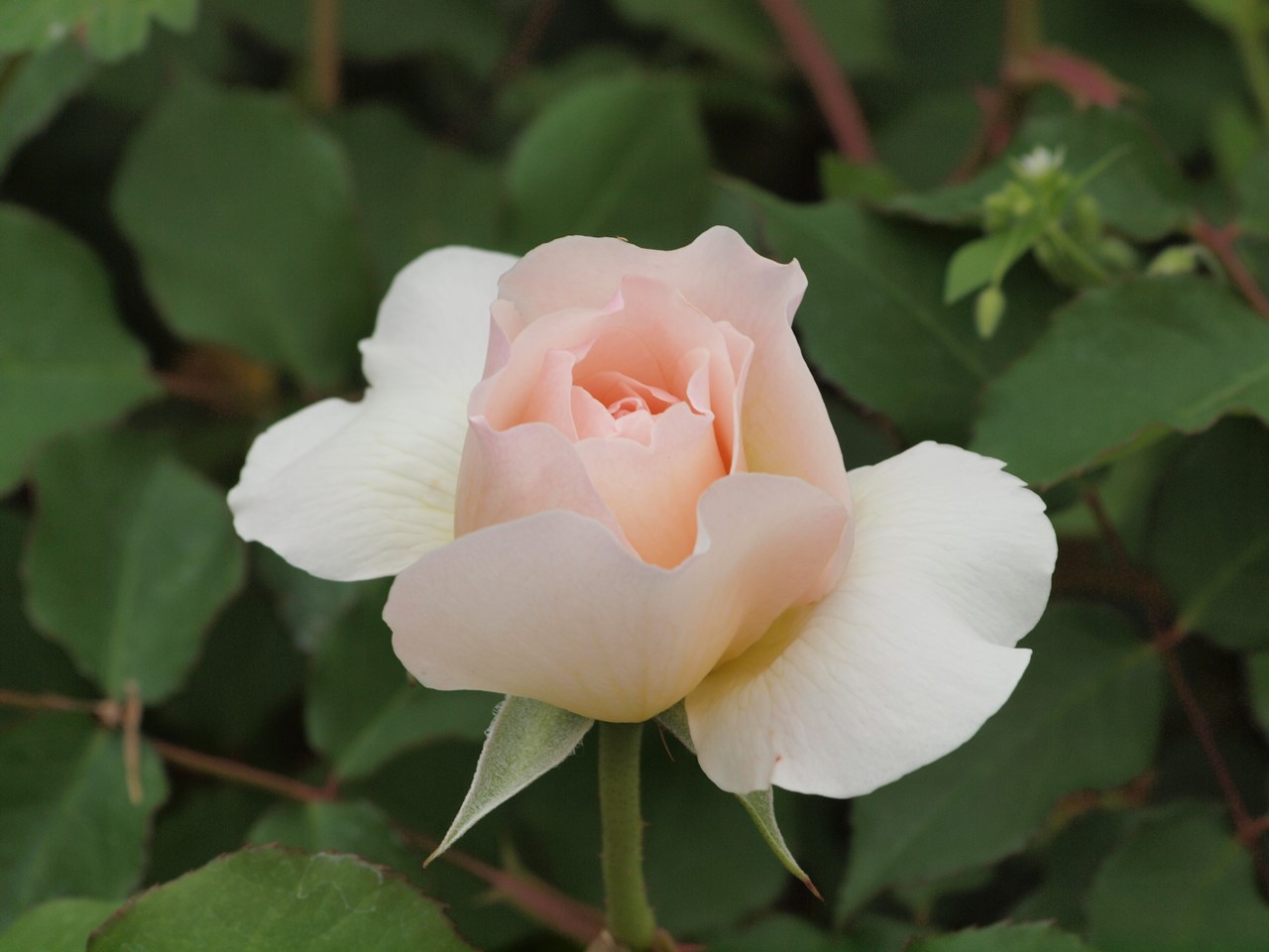 『薔薇の思い出・・・♪』_d0054276_2023275.jpg