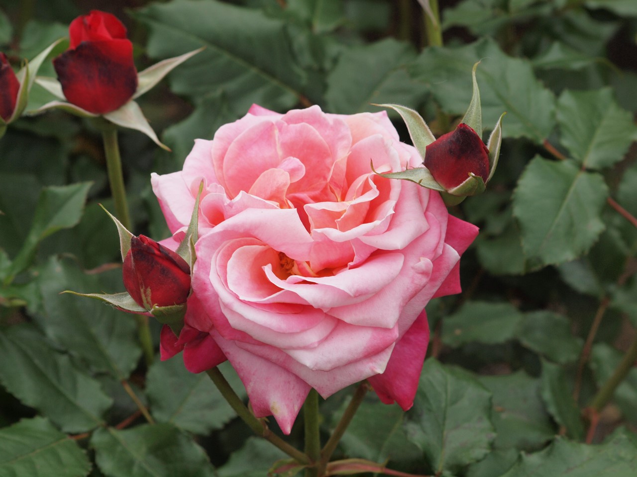『薔薇の思い出・・・♪』_d0054276_20233932.jpg