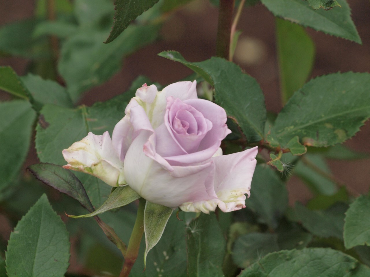 『薔薇の思い出・・・♪』_d0054276_20235251.jpg