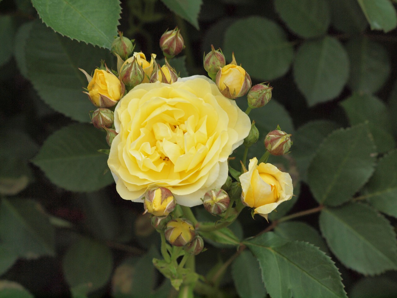 『薔薇の思い出・・・♪』_d0054276_2024188.jpg