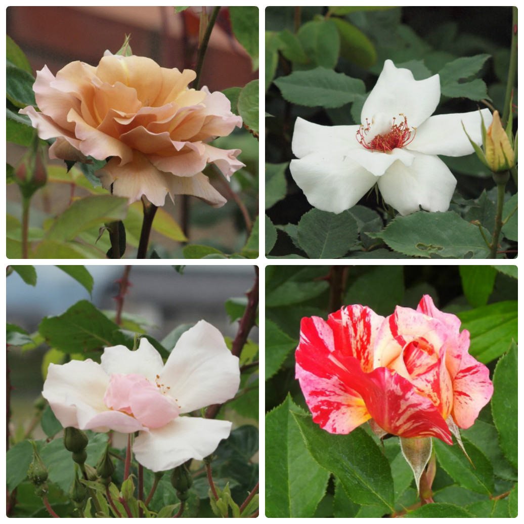 『薔薇の思い出・・・♪』_d0054276_20243216.jpg