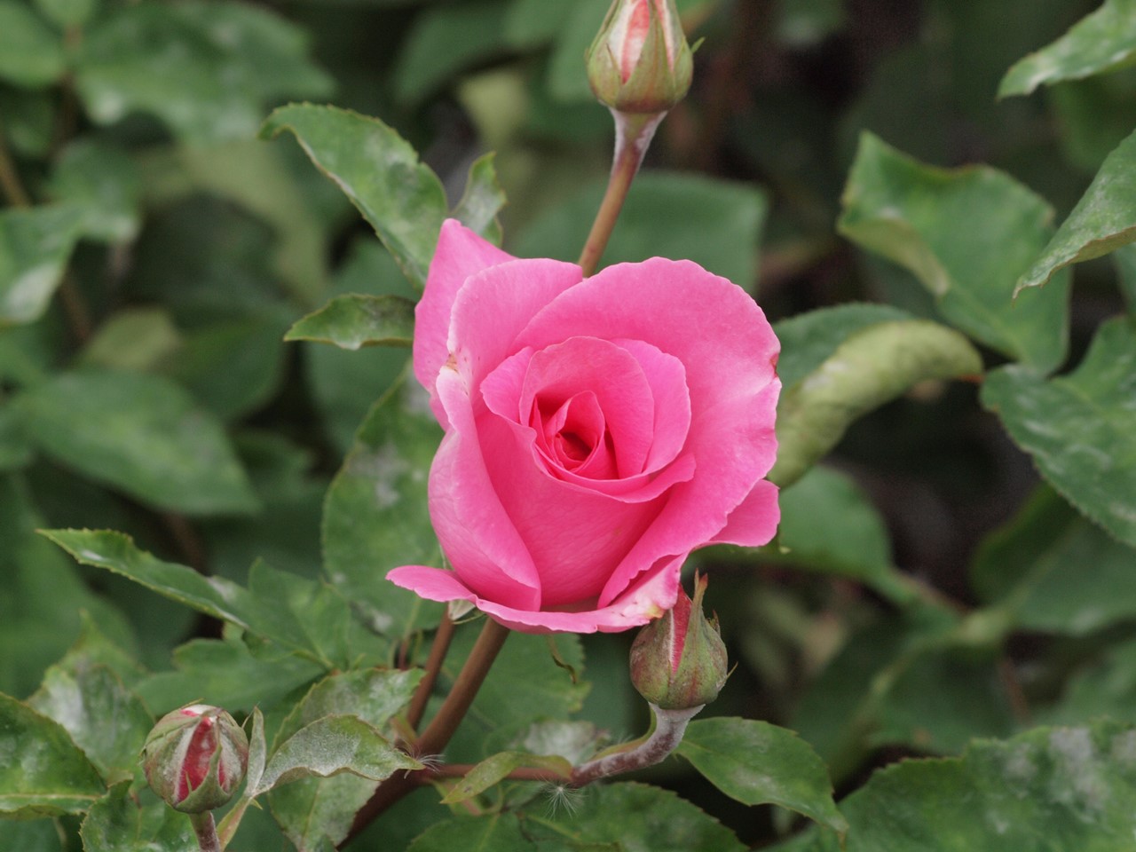 『薔薇の思い出・・・♪』_d0054276_20244521.jpg