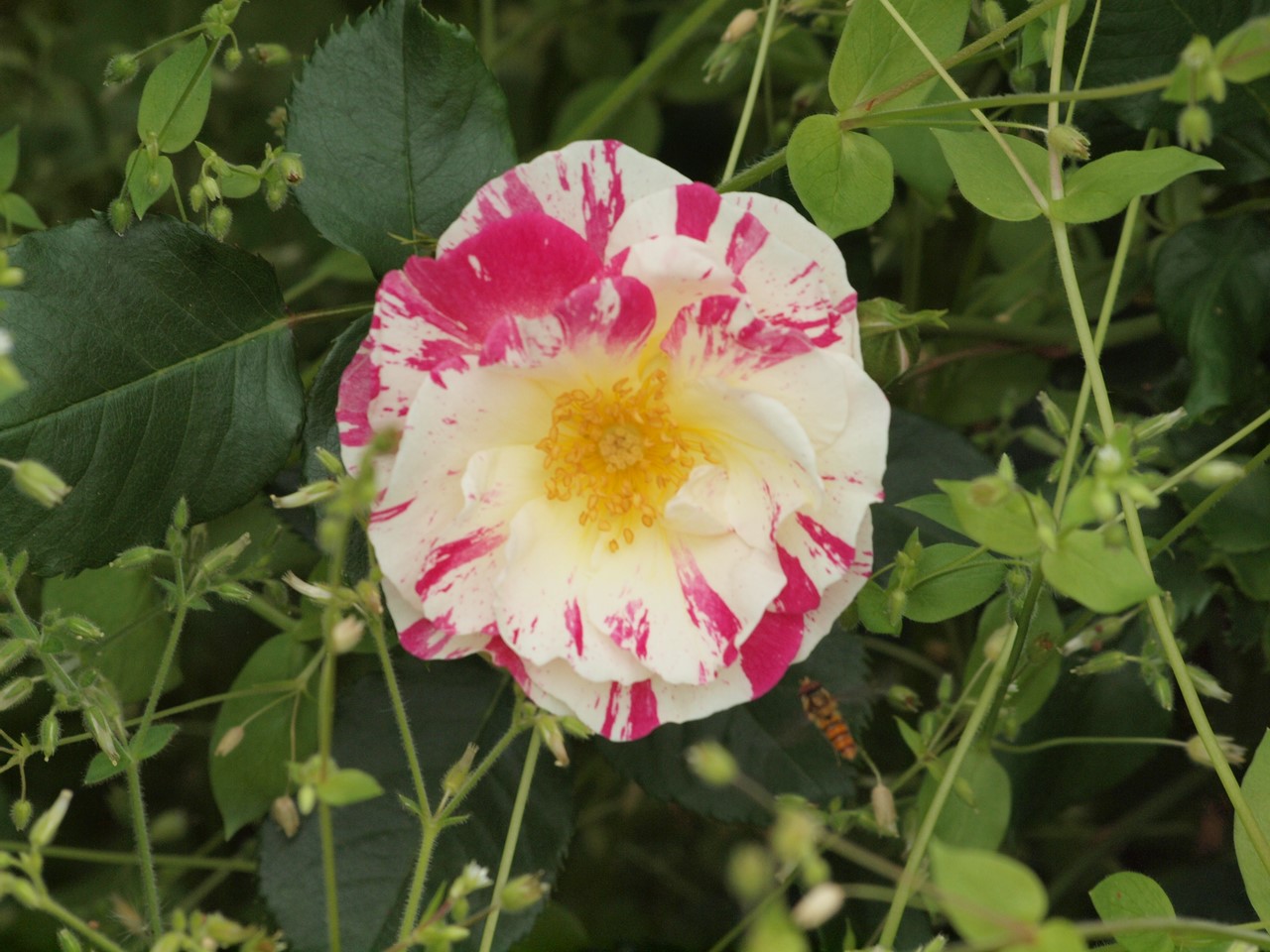 『薔薇の思い出・・・♪』_d0054276_20245853.jpg