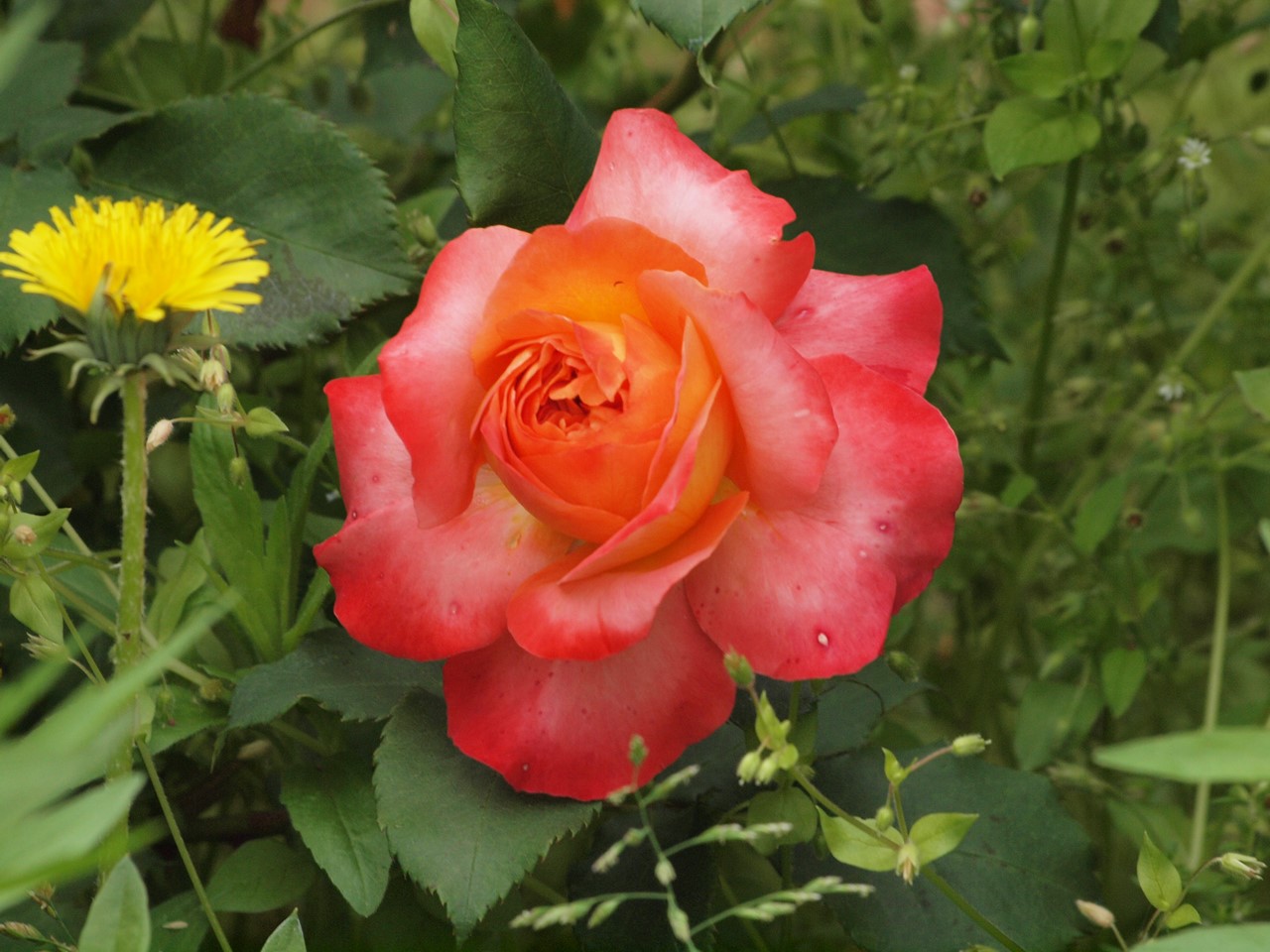 『薔薇の思い出・・・♪』_d0054276_2024597.jpg