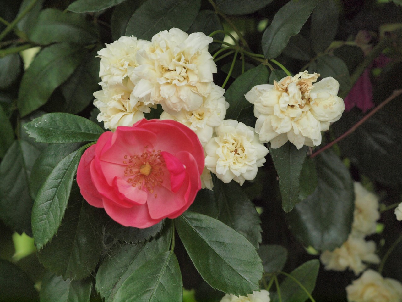 『薔薇の思い出・・・♪』_d0054276_20251120.jpg