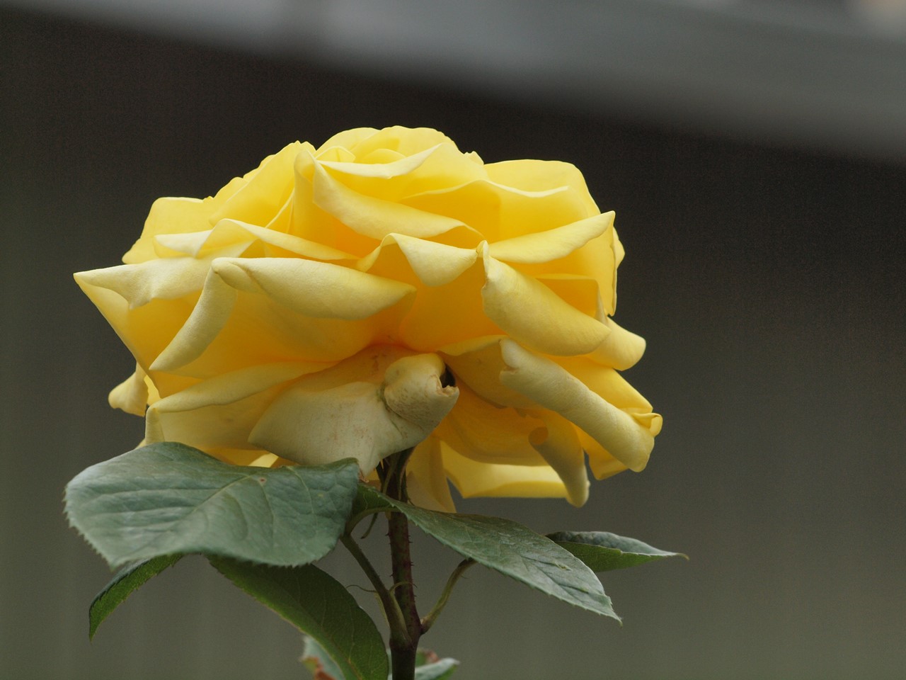 『薔薇の思い出・・・♪』_d0054276_20252457.jpg