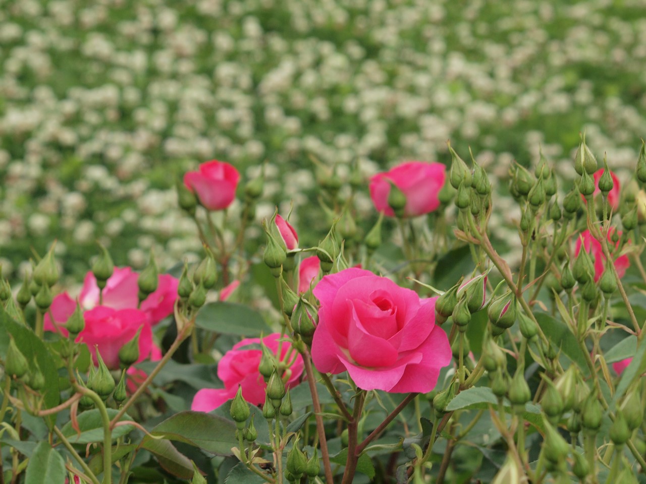 『薔薇の思い出・・・♪』_d0054276_20253762.jpg