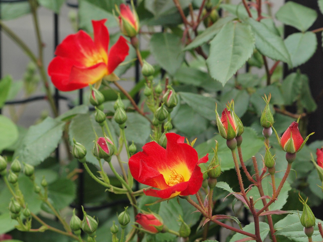 『薔薇の思い出・・・♪』_d0054276_20255180.jpg