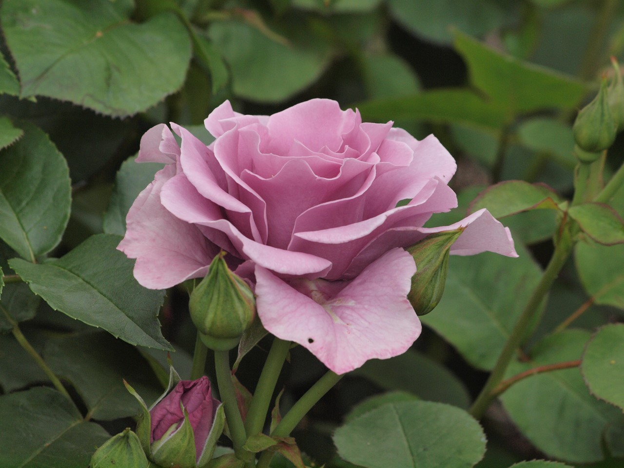 『薔薇の思い出・・・♪』_d0054276_20261984.jpg