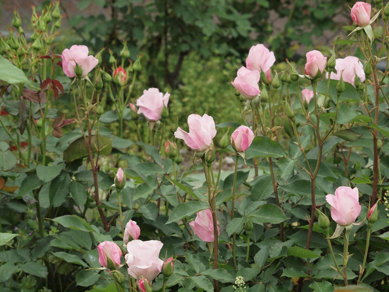 『薔薇の思い出・・・♪』_d0054276_20263347.jpg