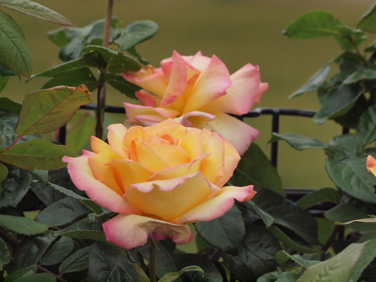 『薔薇の思い出・・・♪』_d0054276_20264514.jpg