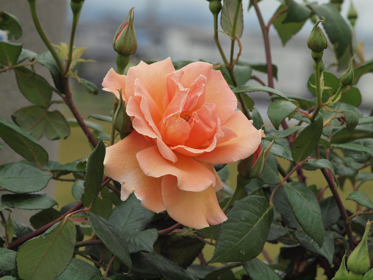 『薔薇の思い出・・・♪』_d0054276_2026473.jpg