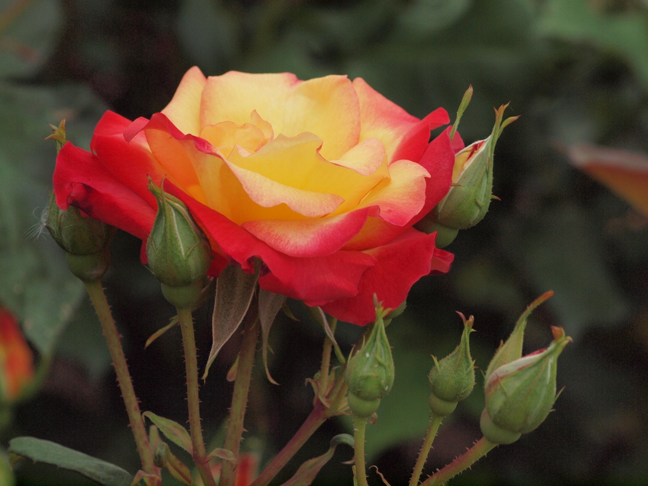 『薔薇の思い出・・・♪』_d0054276_20265998.jpg