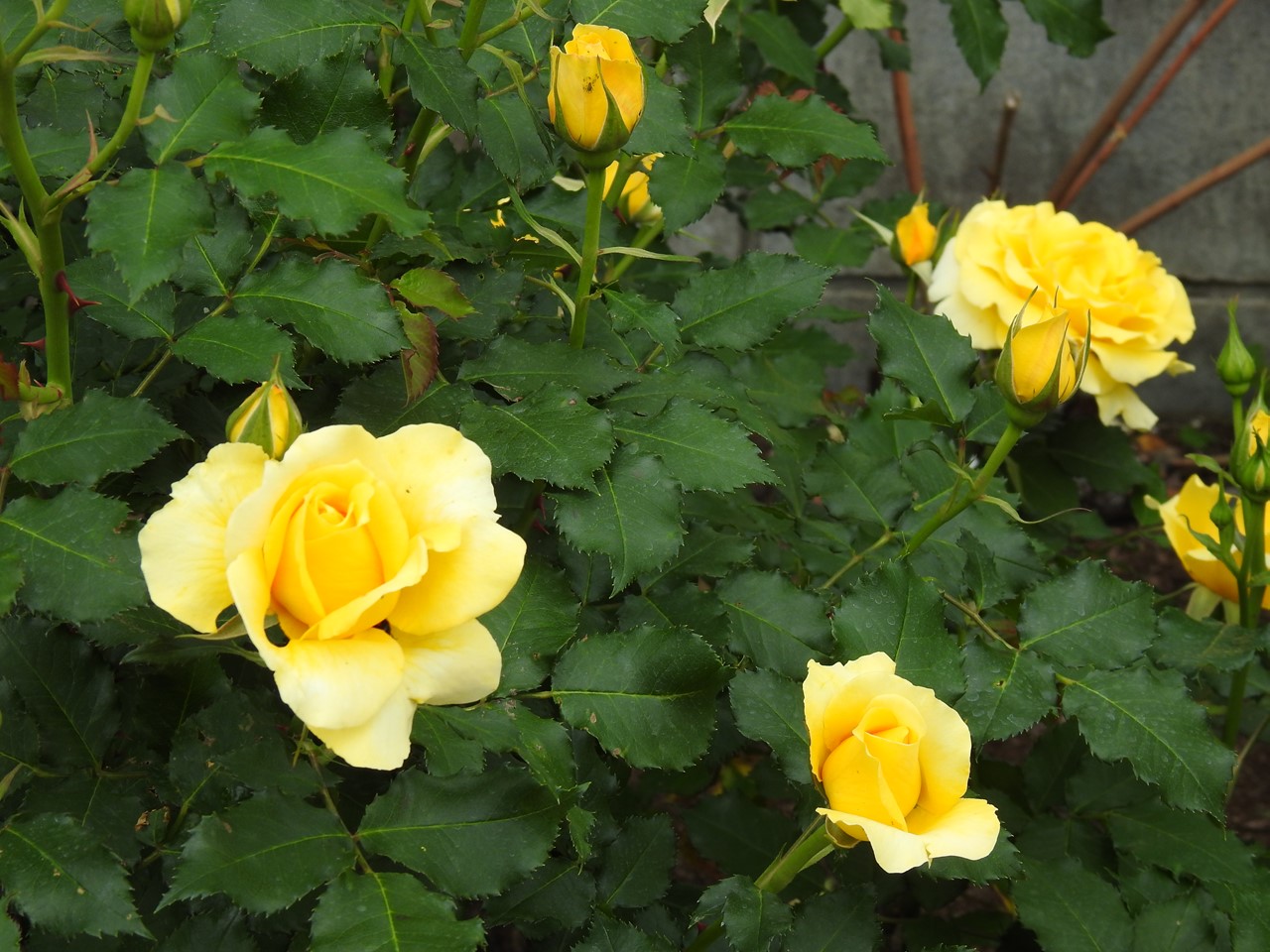 『薔薇の思い出・・・♪』_d0054276_20271275.jpg
