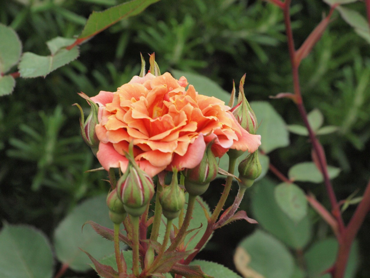 『薔薇の思い出・・・♪』_d0054276_20272594.jpg
