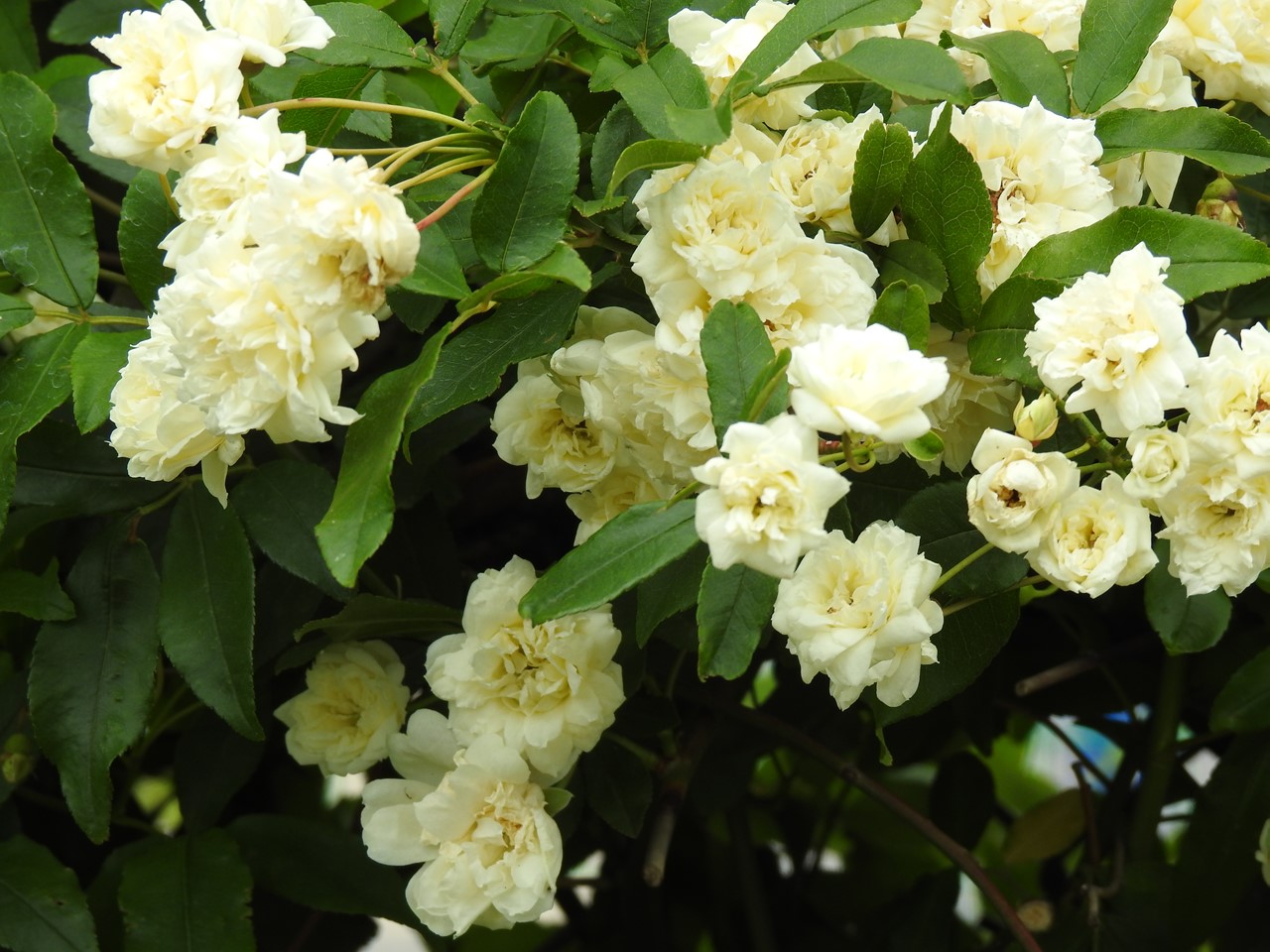 『薔薇の思い出・・・♪』_d0054276_20273854.jpg