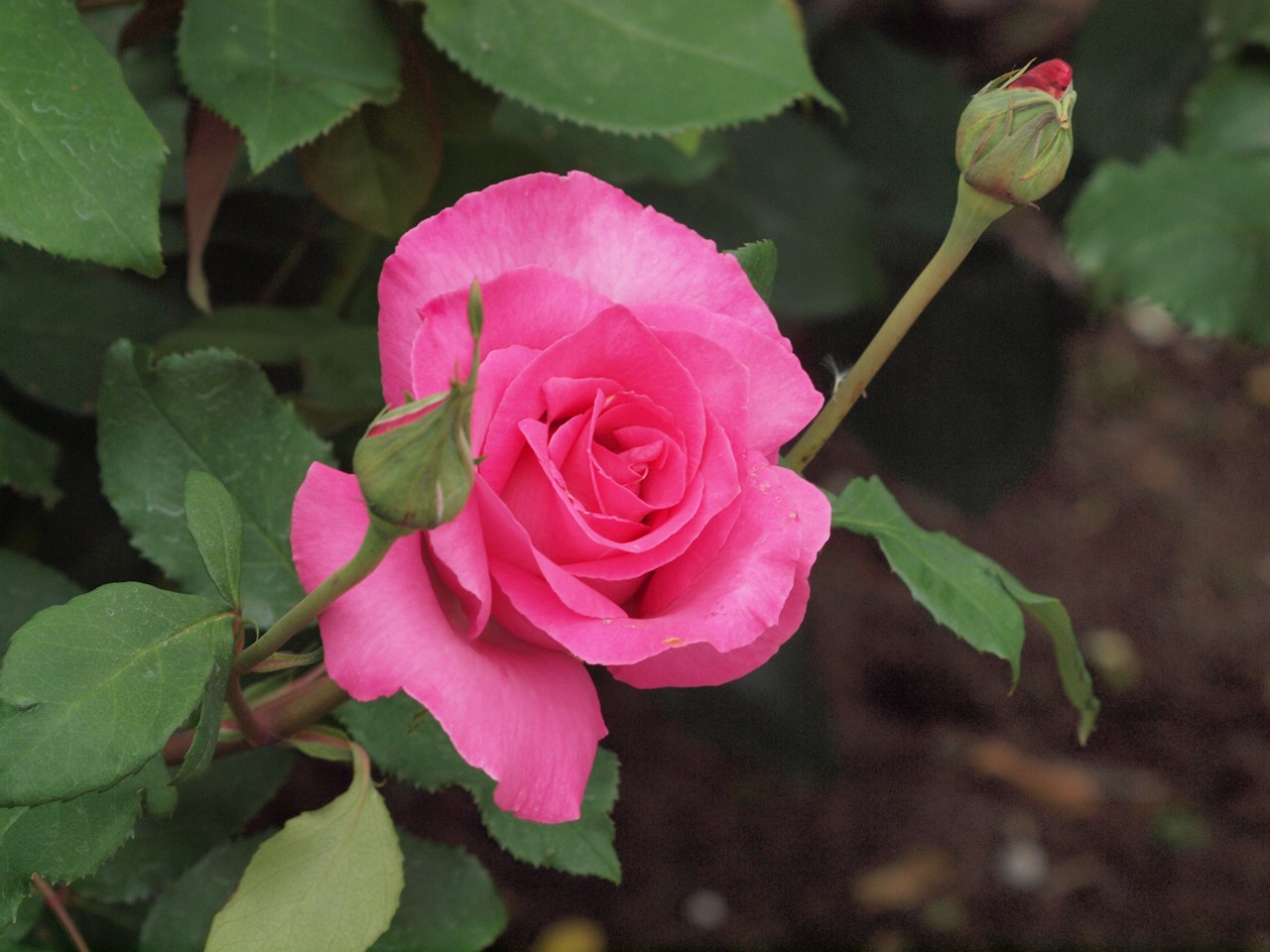 『薔薇の思い出・・・♪』_d0054276_20275262.jpg