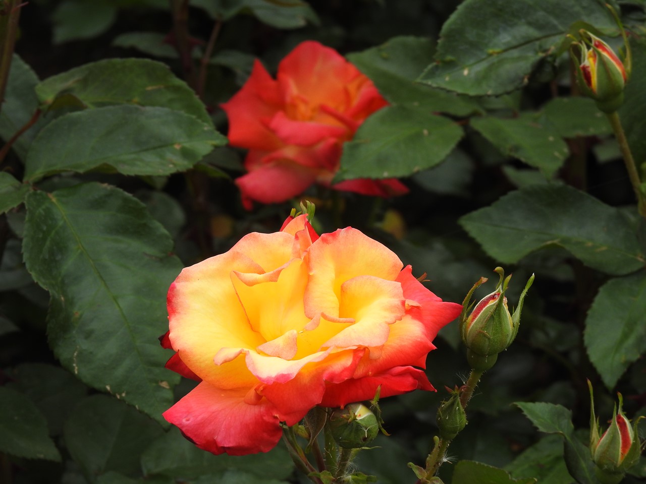 『薔薇の思い出・・・♪』_d0054276_20281896.jpg