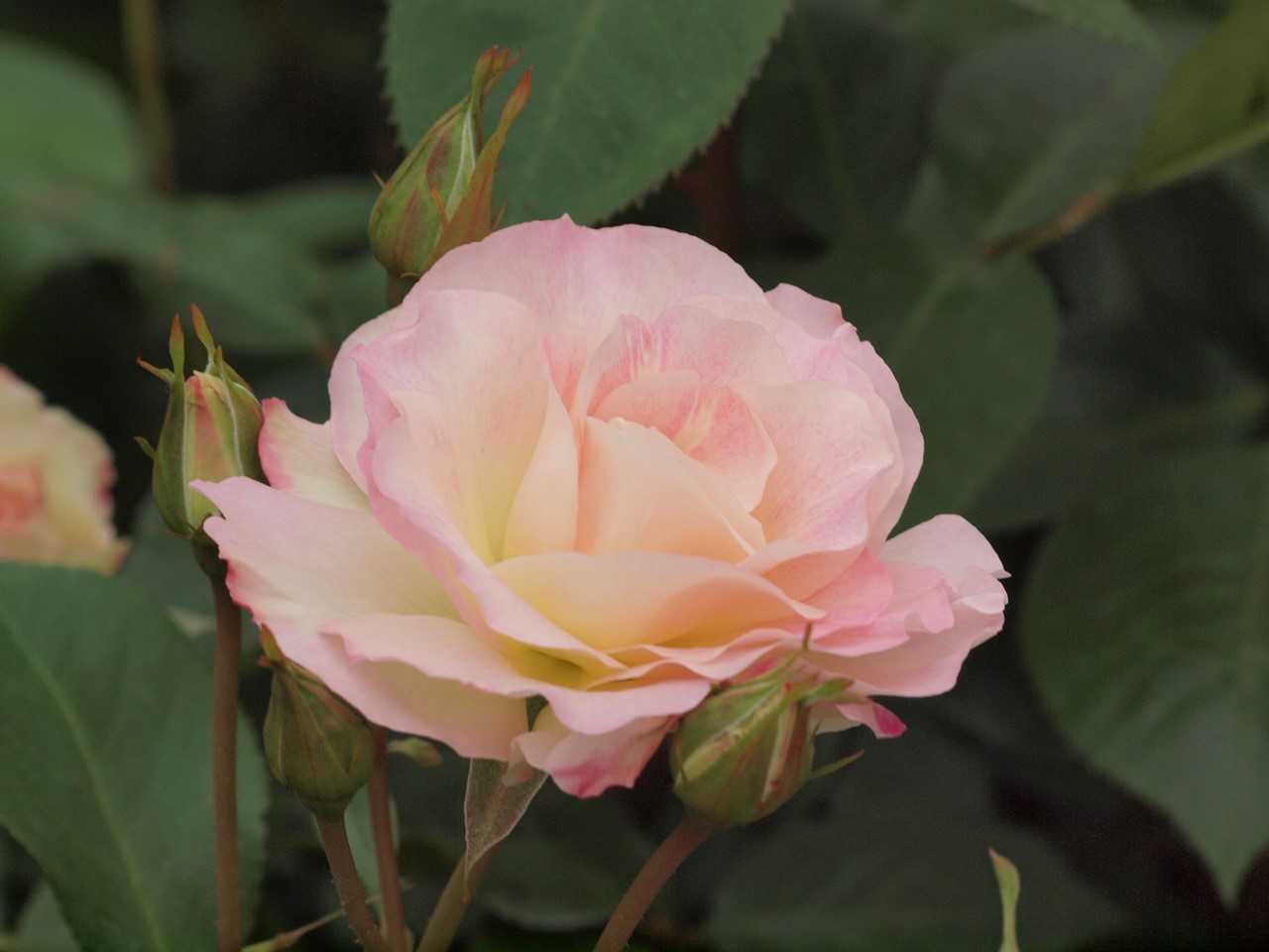 『薔薇の思い出・・・♪』_d0054276_20283153.jpg