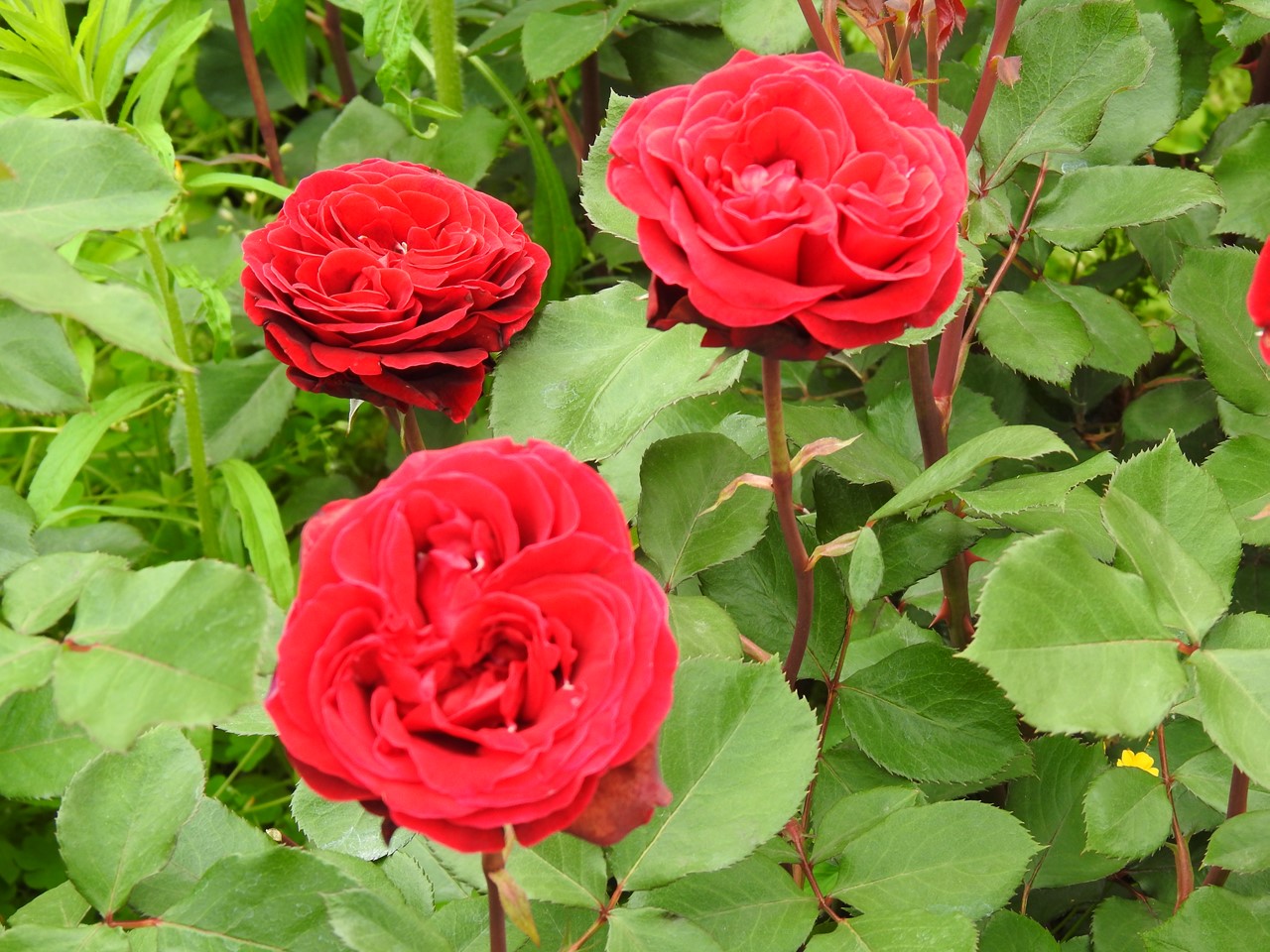 『薔薇の思い出・・・♪』_d0054276_20284332.jpg