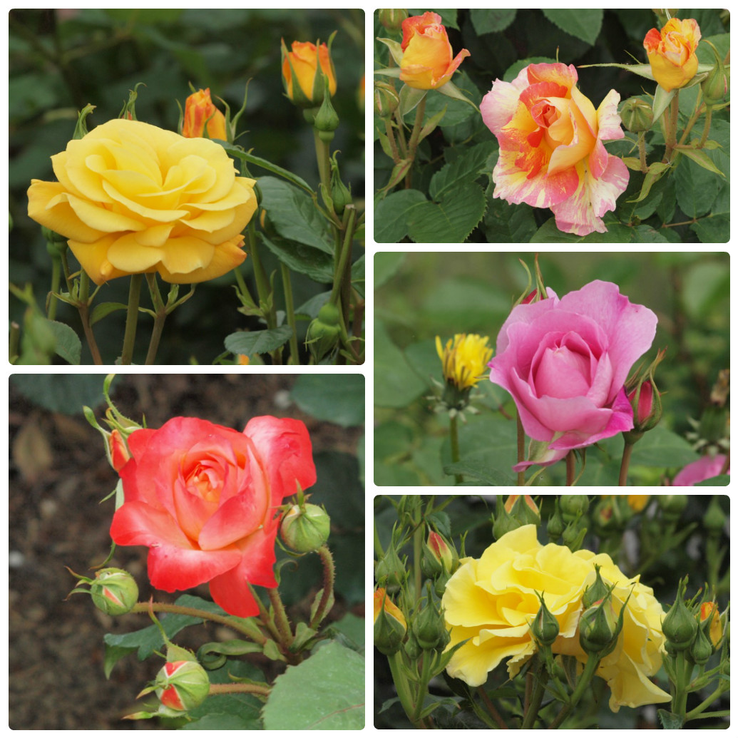 『薔薇の思い出・・・♪』_d0054276_2028529.jpg