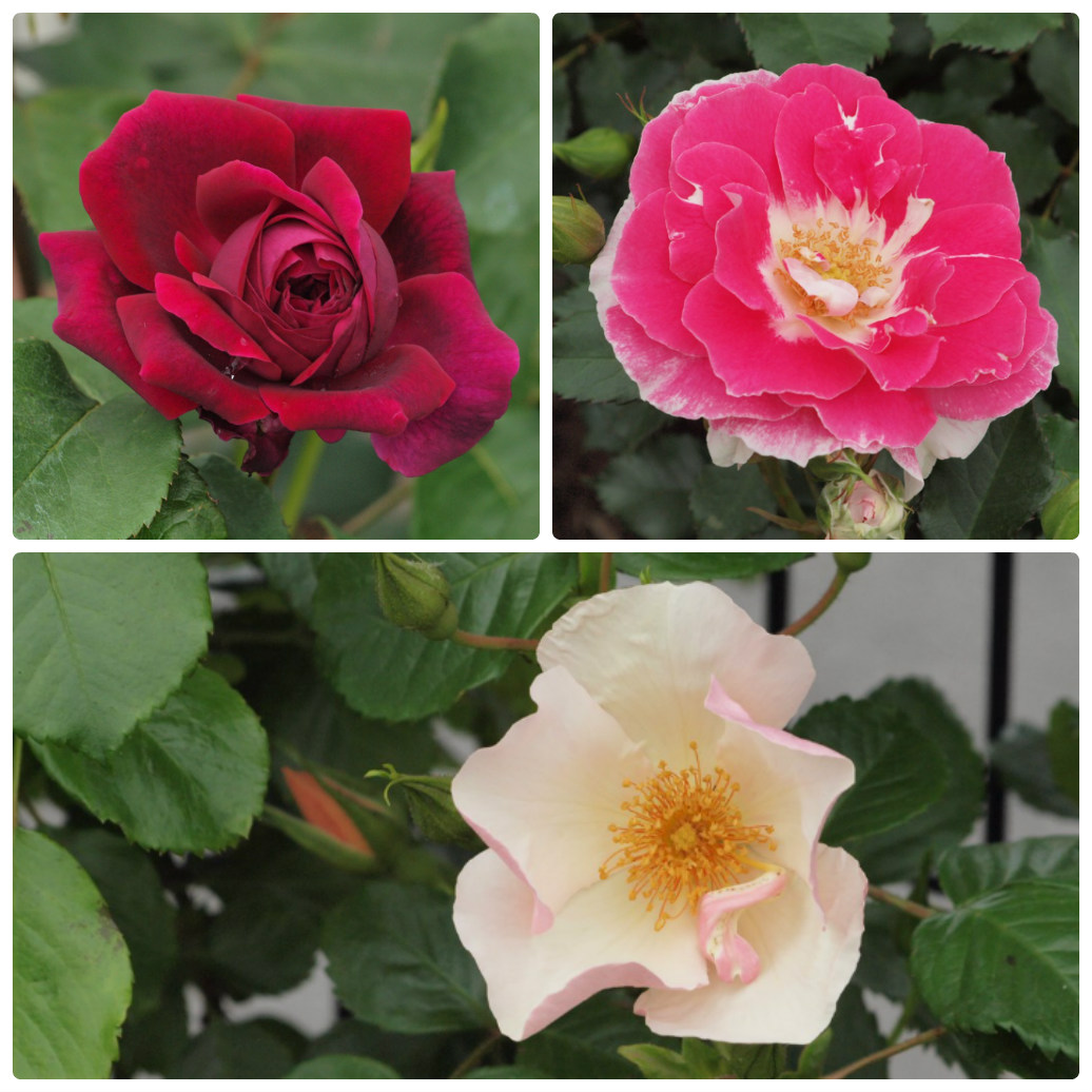 『薔薇の思い出・・・♪』_d0054276_2028558.jpg