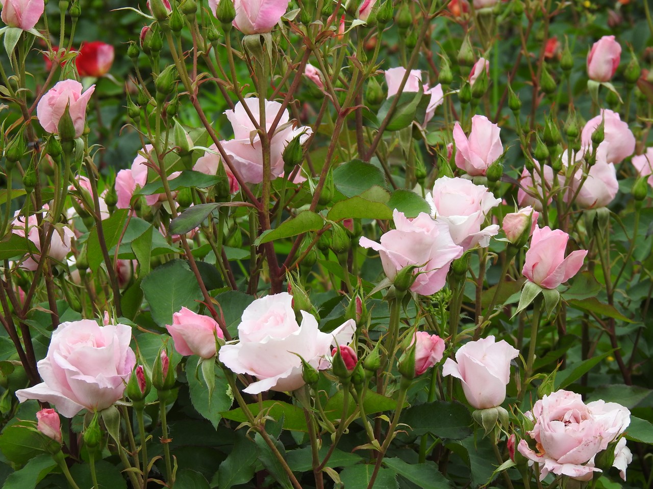 『薔薇の思い出・・・♪』_d0054276_20292266.jpg