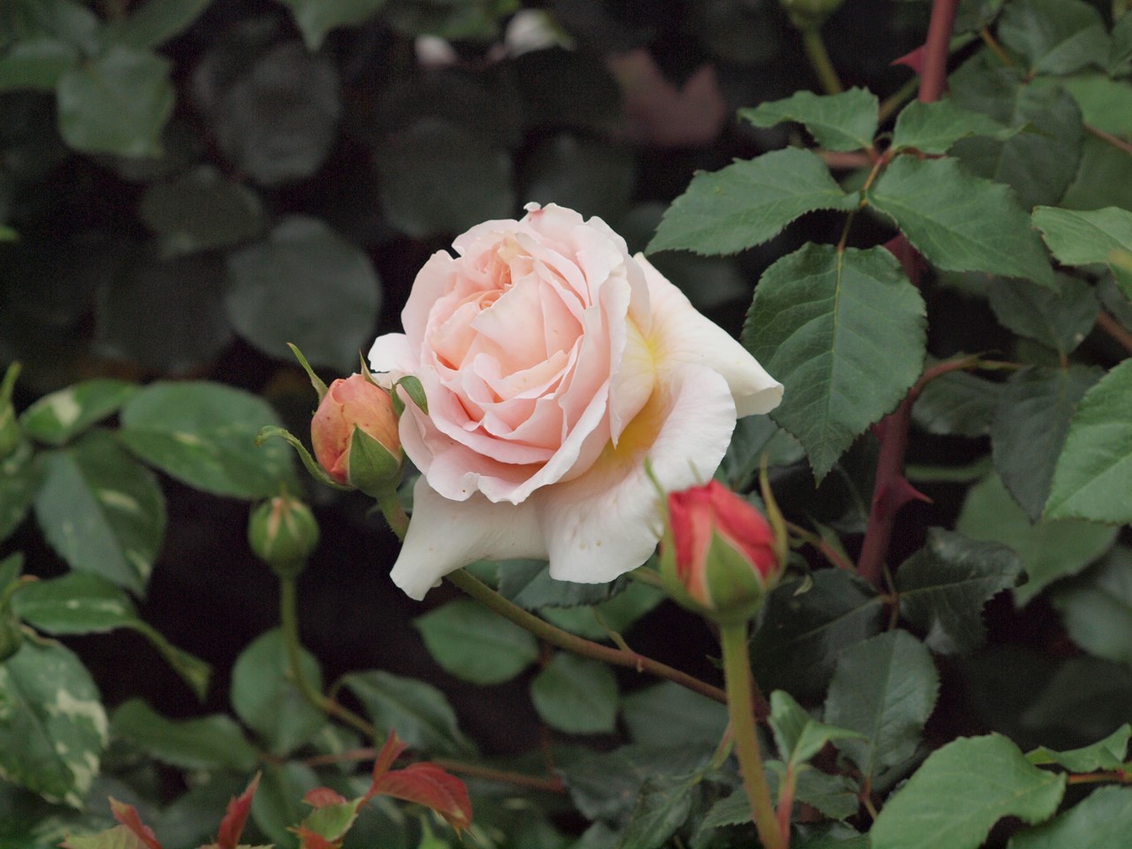 『薔薇の思い出・・・♪』_d0054276_202981.jpg