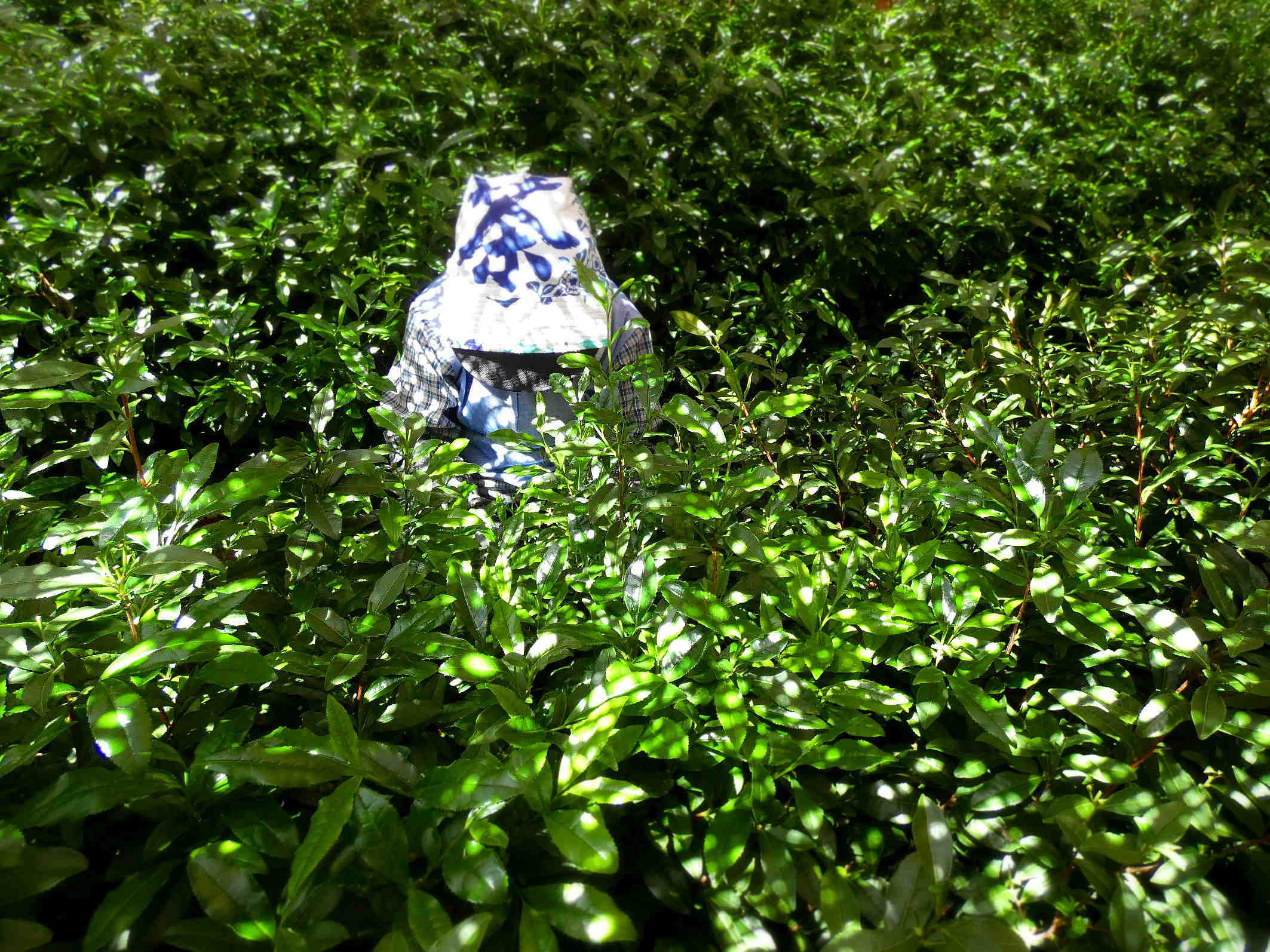 お互いを助け合い信頼する精神が息づいている茶摘み Tea picking has the spirit of helping and trusting each other._a0391480_19494618.jpg
